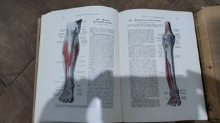 Atlas anatomía humana Werner Spalteholz