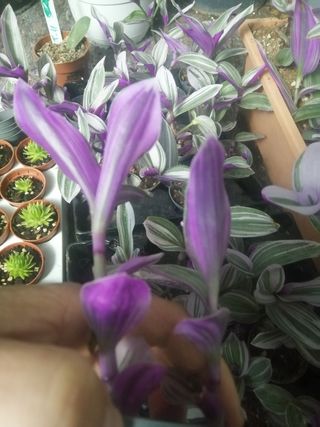 Tradescantia Nanouk maceta o esqueje