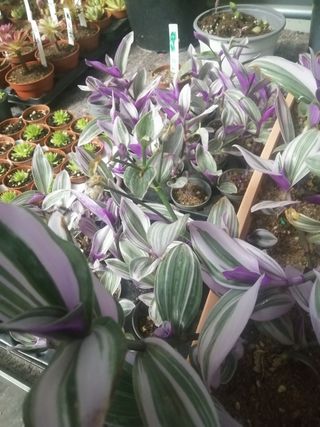 Tradescantia Nanouk maceta o esqueje
