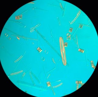 Olympus IMT-2 Microscopio DIC Nomarski Invertido