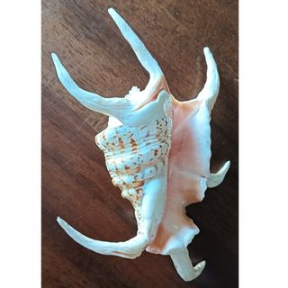 Conchiglia Lambis dei mari tropicali da collezione