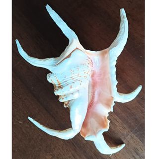 Conchiglia Lambis dei mari tropicali da collezione