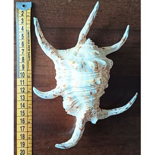 Conchiglia Lambis dei mari tropicali da collezione