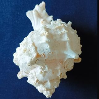 Conchiglia Murice rosa mediterraneo da collezione