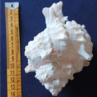 Conchiglia Murice rosa mediterraneo da collezione