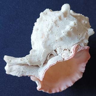 Conchiglia Murice rosa mediterraneo da collezione