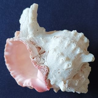 Conchiglia Murice rosa mediterraneo da collezione