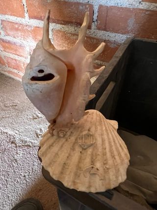 Decoracion pecera