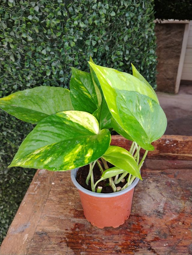 Pothos, planta colgante