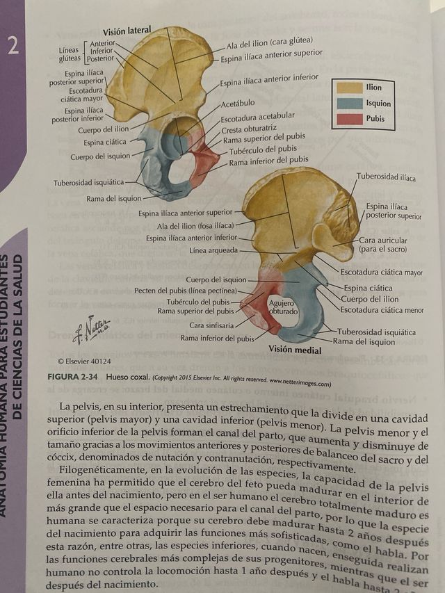 Libro de Anatomía Humana (ElSevier)