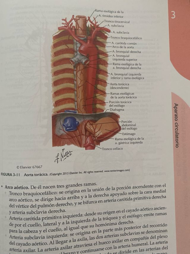 Libro de Anatomía Humana (ElSevier)