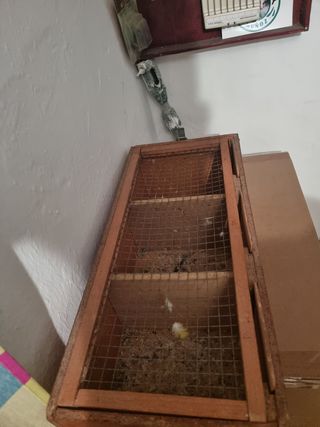 Trasportine para aves