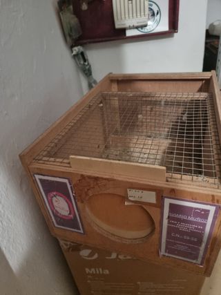 Trasportine para aves
