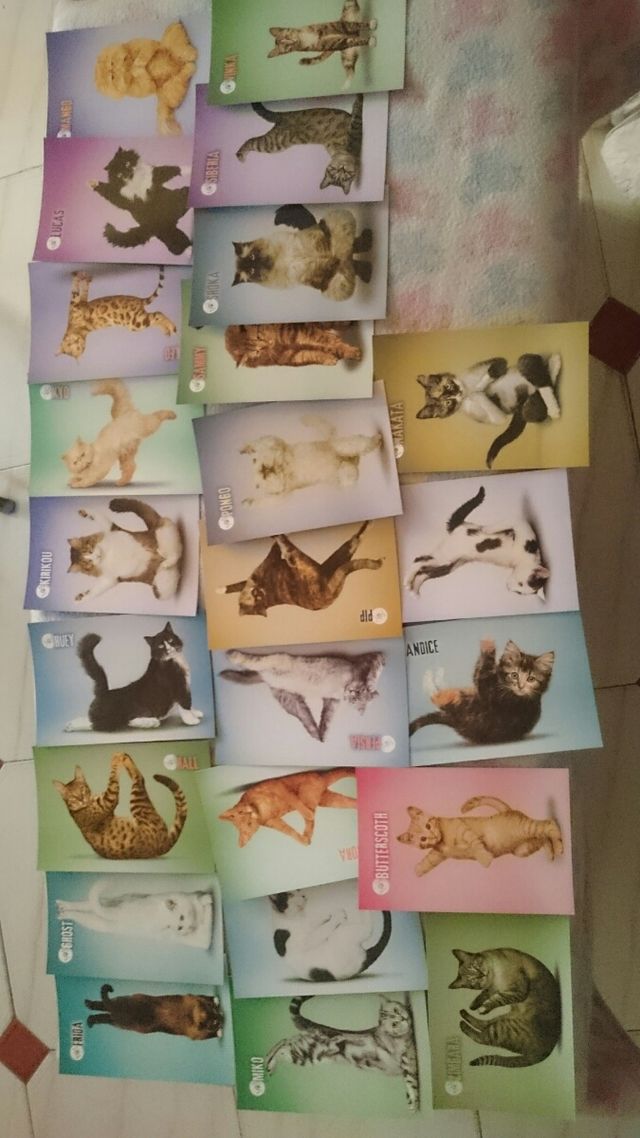 Cromos yoga dog yoga cat y kimmidol