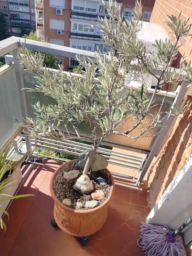 Maceta con olivo