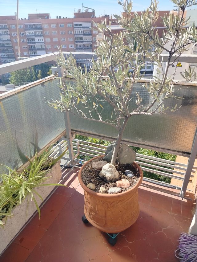 Maceta con olivo
