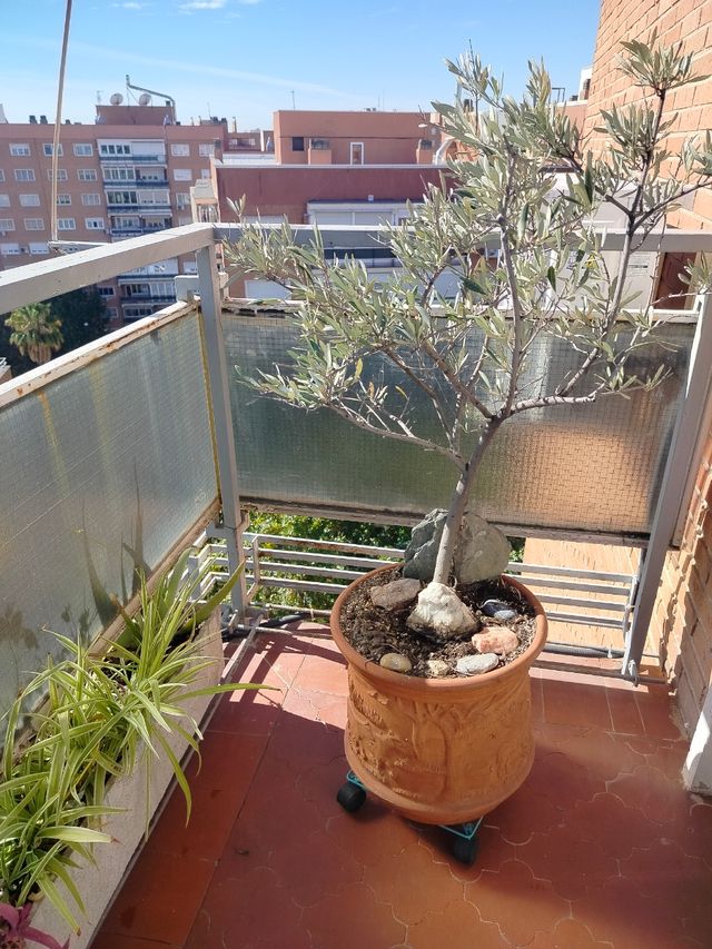 Maceta con olivo