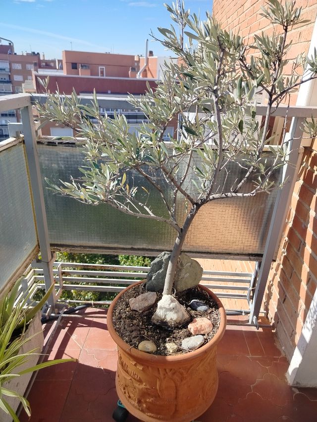 Maceta con olivo