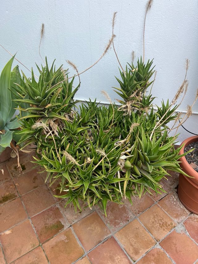 Krantz Aloe Seeds (Aloe arborescens)