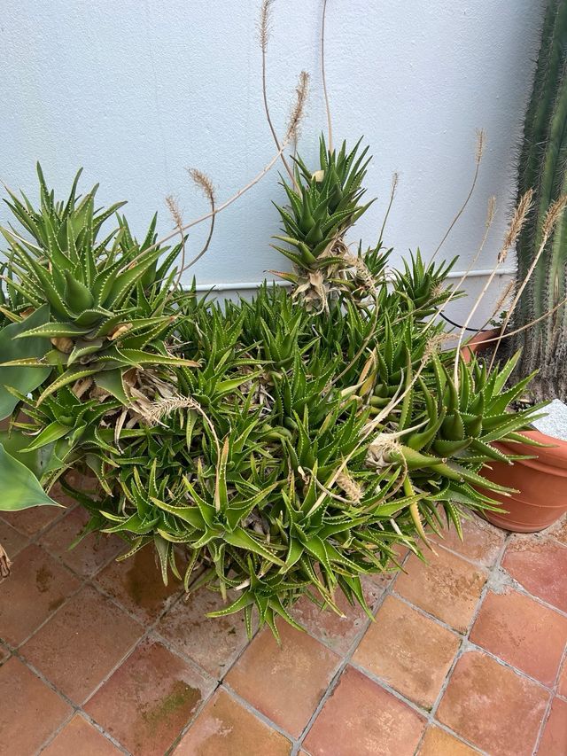 Krantz Aloe Seeds (Aloe arborescens)