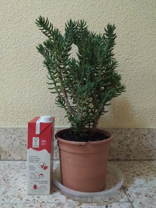  Crassula tetragona o Pino miniatura