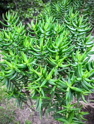  Crassula tetragona o Pino miniatura