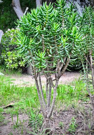  Crassula tetragona o Pino miniatura
