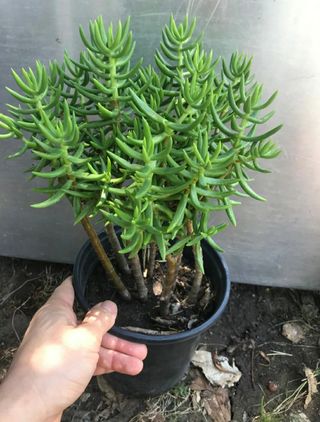  Crassula tetragona o Pino miniatura