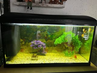 Acuario 100litros
