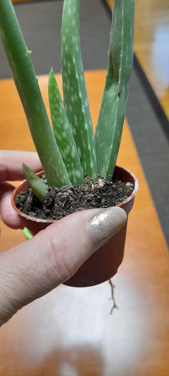 Aloe de vera