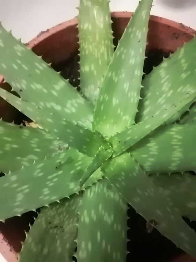 Pianta aloe vera 30 cm bellissima!affare