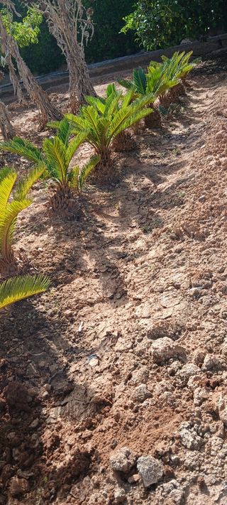 Cica revoluta