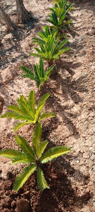Cica revoluta