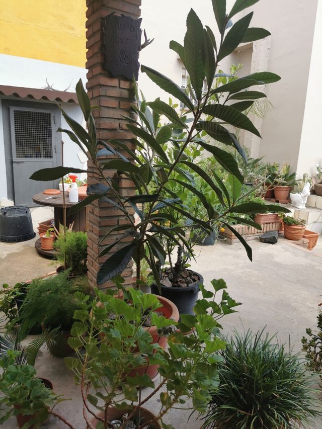 Arbol frutal níspero