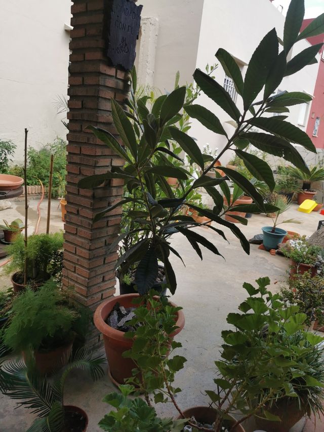 Arbol frutal níspero