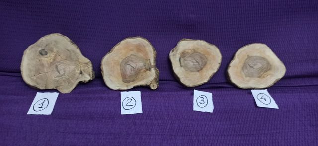 Rodajas madera de olivo