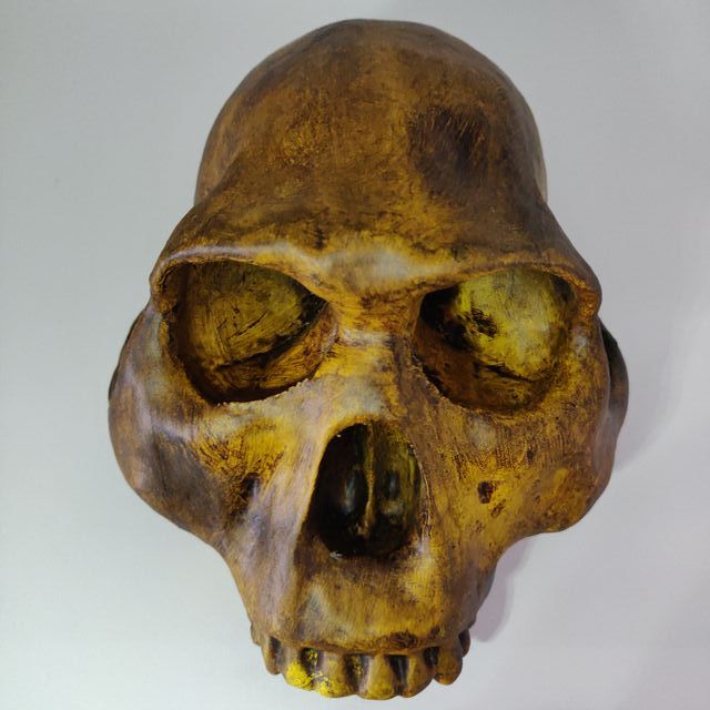 Cráneo homo habilis
