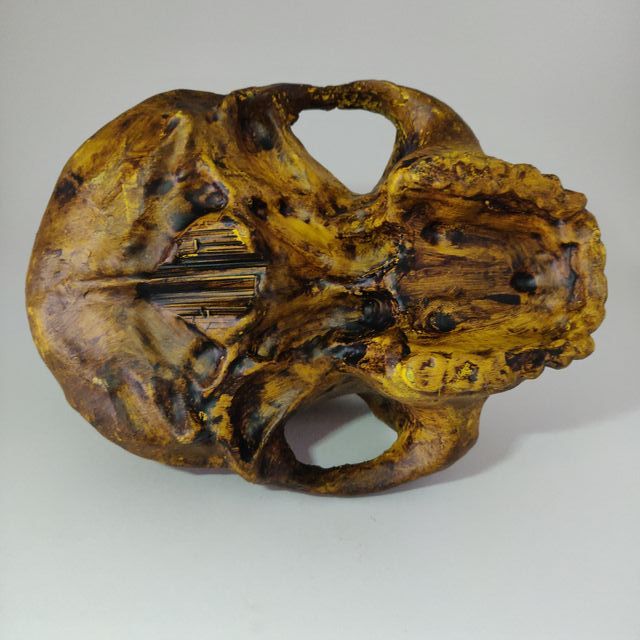 Cráneo homo habilis