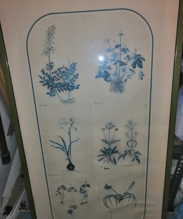 Stampa originale piante officinali