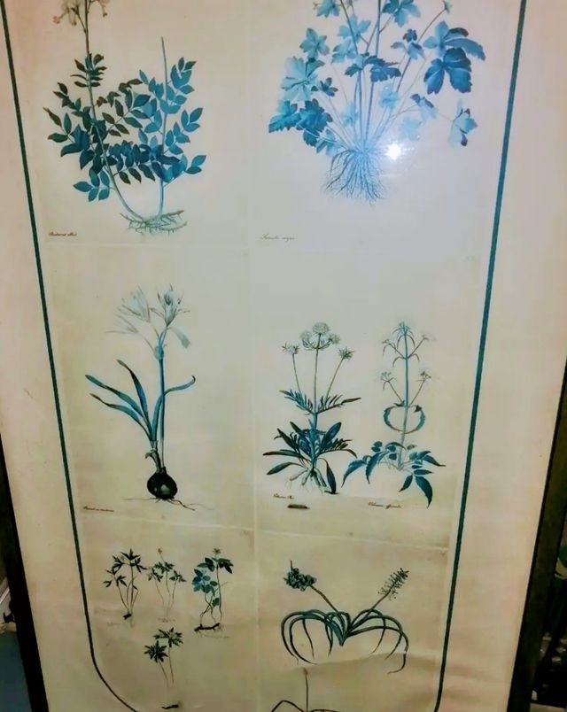 Stampa originale piante officinali