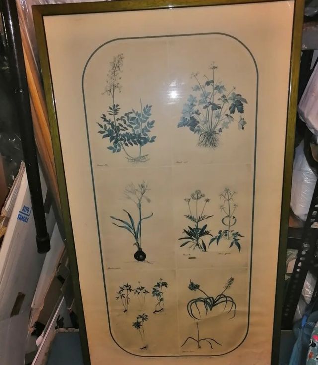 Stampa originale piante officinali