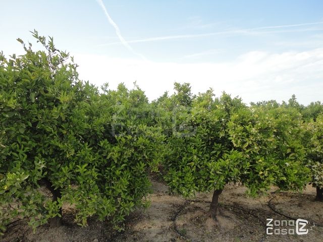 FINCA RUSTICA O CAMPO ALBALAT DE LA RIBERA