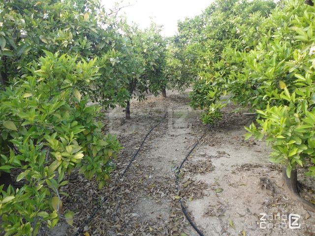 FINCA RUSTICA O CAMPO ALBALAT DE LA RIBERA