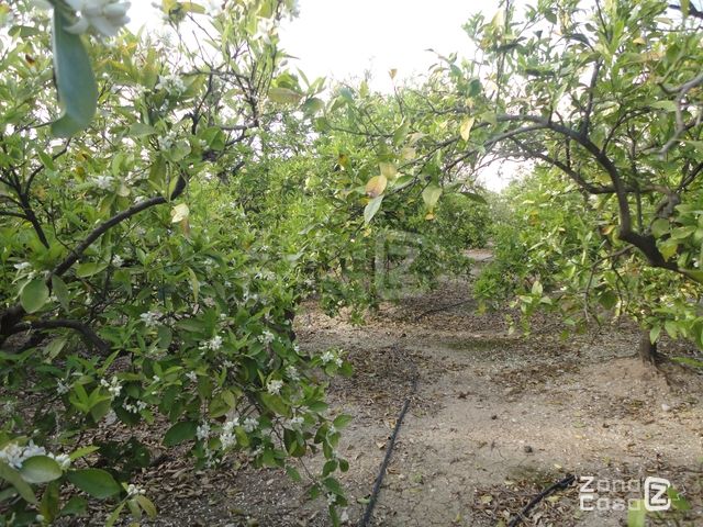 FINCA RUSTICA O CAMPO ALBALAT DE LA RIBERA