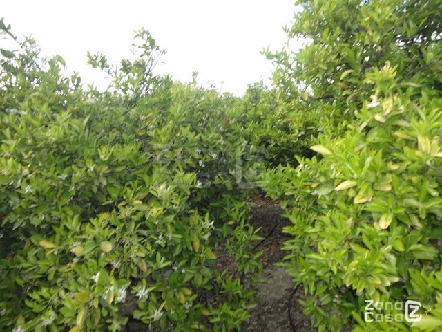 FINCA RUSTICA O CAMPO ALBALAT DE LA RIBERA