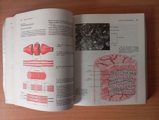 Anatomía y fisiología 