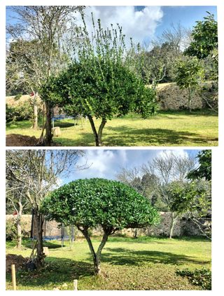 Trabajos de campo y jardín
