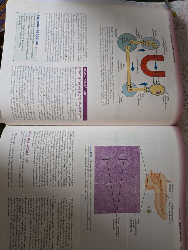 Anatomía y fisiología Harcourt