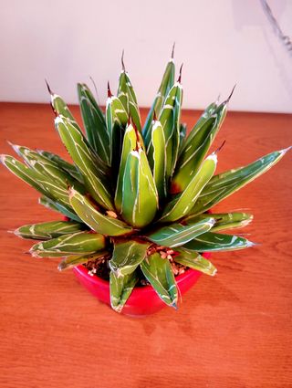 Planta.Agave Victoria Reginae.