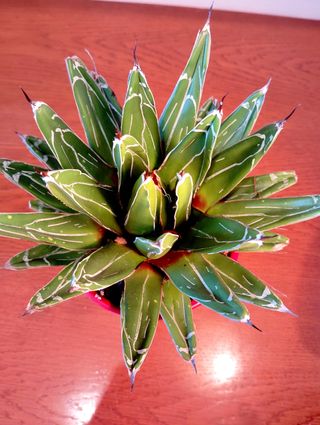 Planta.Agave Victoria Reginae.